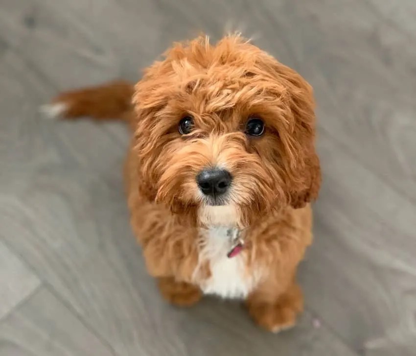 How often should I bathe my Cavapoo? Our Cavapoo
