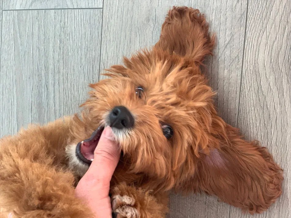 How to groom a Cavapoo Our Cavapoo