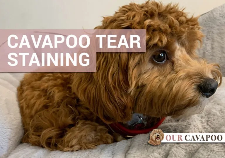 Why do Cavapoos get tear staining? Our Cavapoo