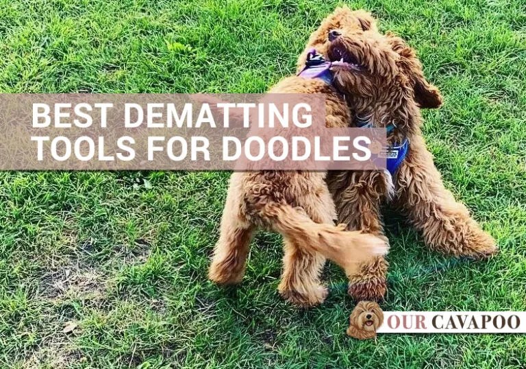 Best Dematting Tools for Doodles in 2021 Grooming Tools