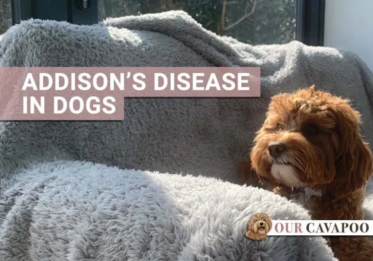 Addison's disease in dogs Our Cavapoo