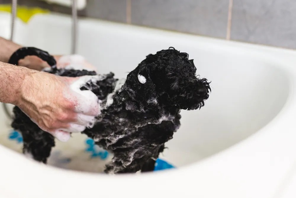 Best Shampoo for Poodles Our Cavapoo