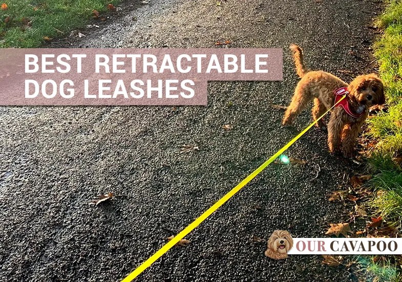 Best Retractable Dog Leashes for a Cavapoo and other Doodle Breeds