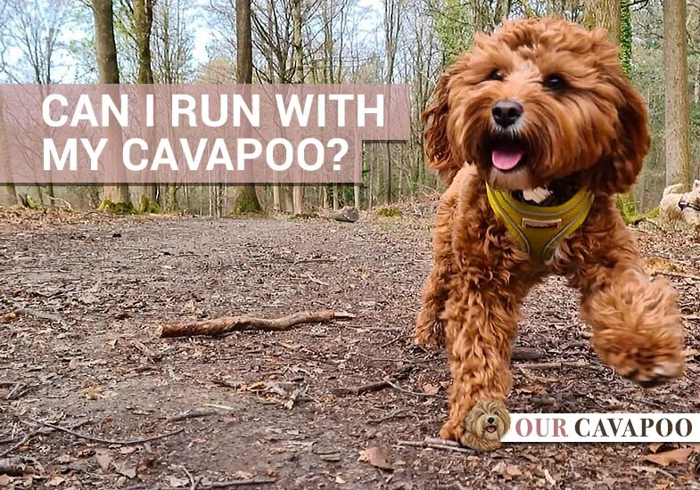 Can I run with my Cavapoo dog? Our Cavapoo