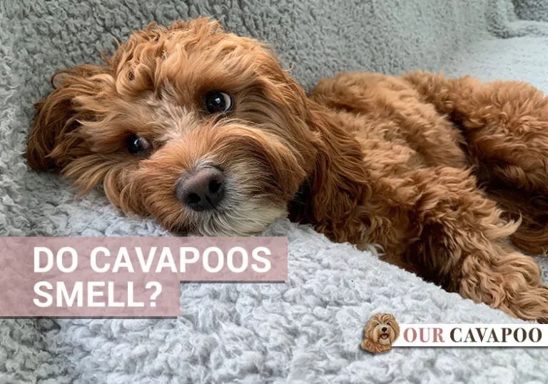 Do Cavapoos Smell? Our Cavapoo