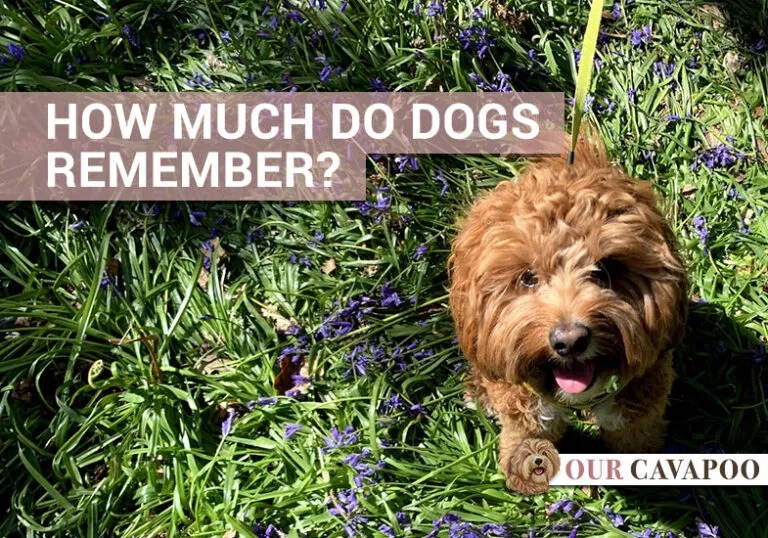 How much do dogs remember? Our Cavapoo