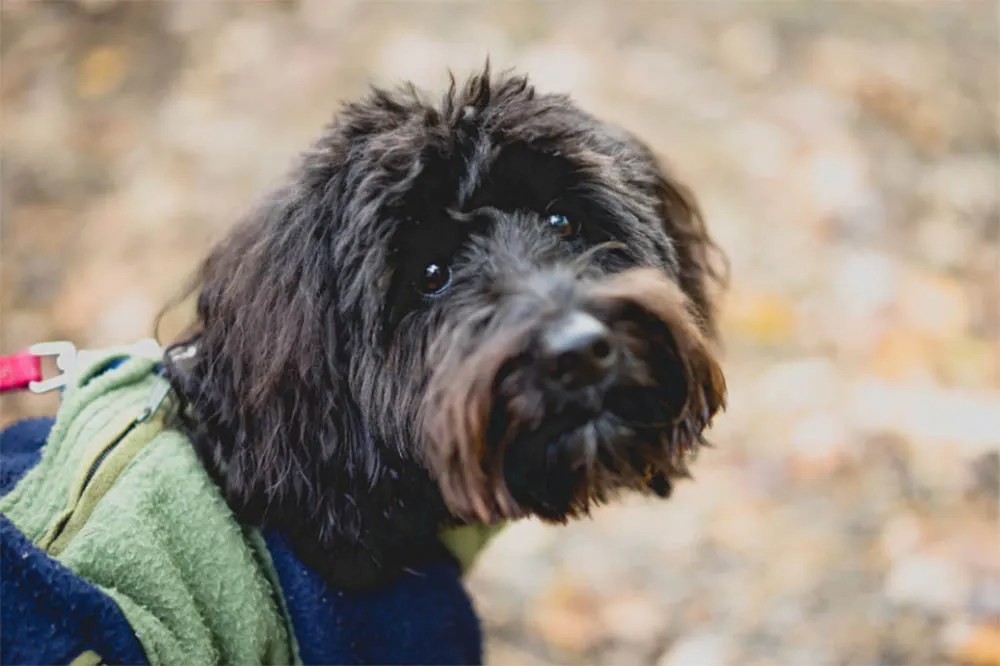 What You Should Know About Aussiedoodles AussiePoo Breed