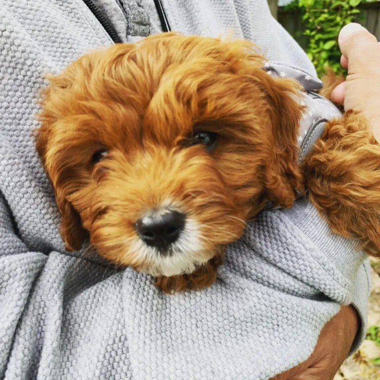 How To Find Reputable UK Cavapoo Breeders 2024