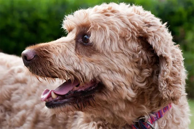 Labradoodle Size Chart For Mini, Medium, and Standard Labradoodles