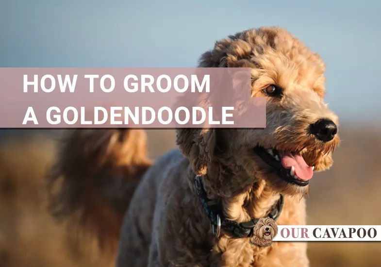How to Groom a Goldendoodle Our Cavapoo