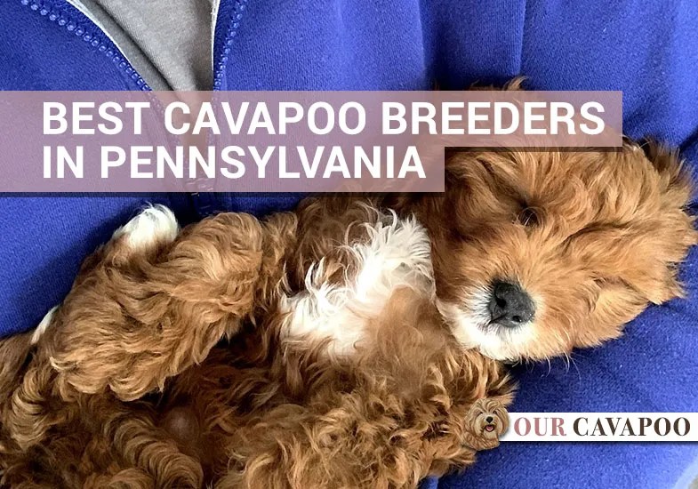 Top 4 Best Cavapoo Breeders in Pennsylvania Our Cavapoo