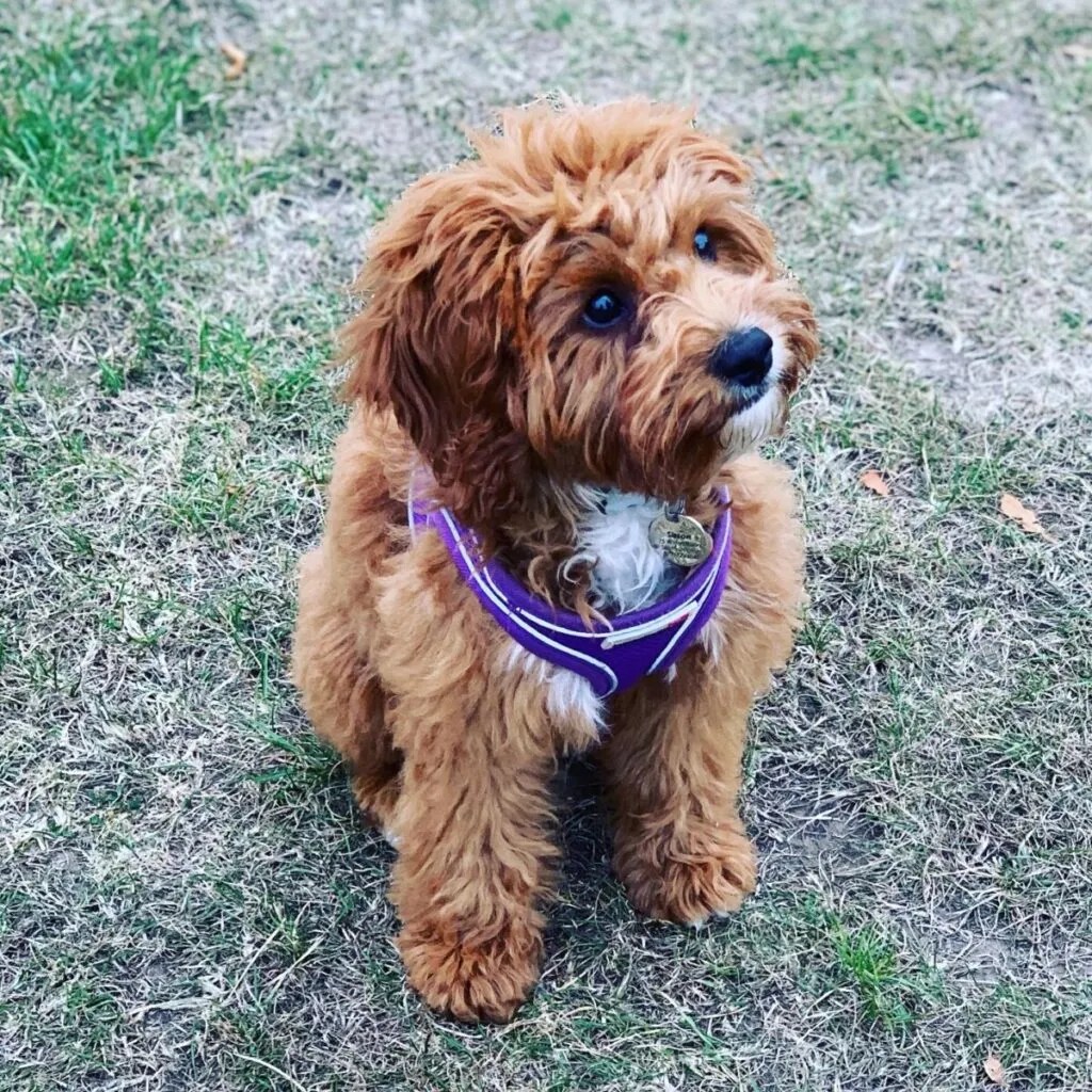 Top 4 Best Cavapoo Breeders in Texas Our Cavapoo