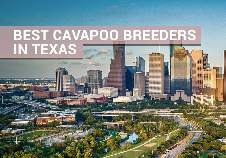 Top 4 Best Cavapoo Breeders in Texas Our Cavapoo