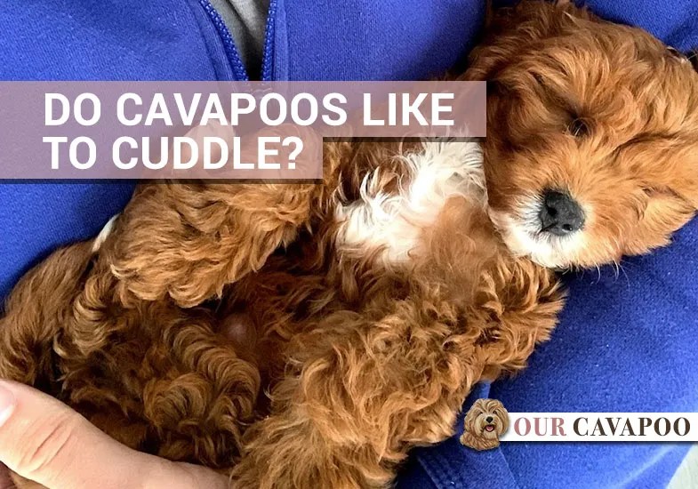 Do Toy Poodle Like To Cuddle