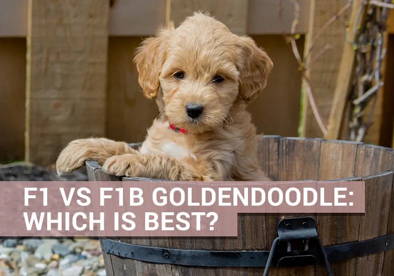 F1 vs F1B Goldendoodle Which Is Best? Our Cavapoo