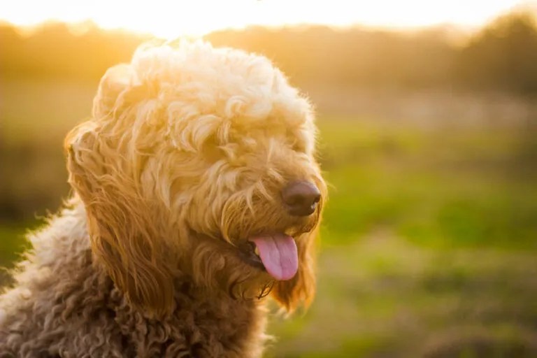 How Long Do Goldendoodles Live For? Life Expectancy