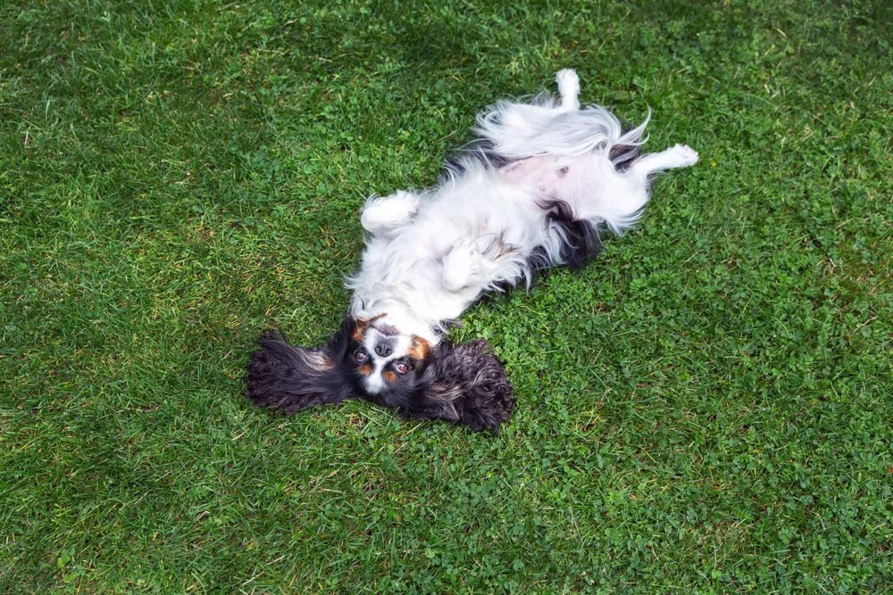 Do Dogs Have Belly Buttons? Our Cavapoo