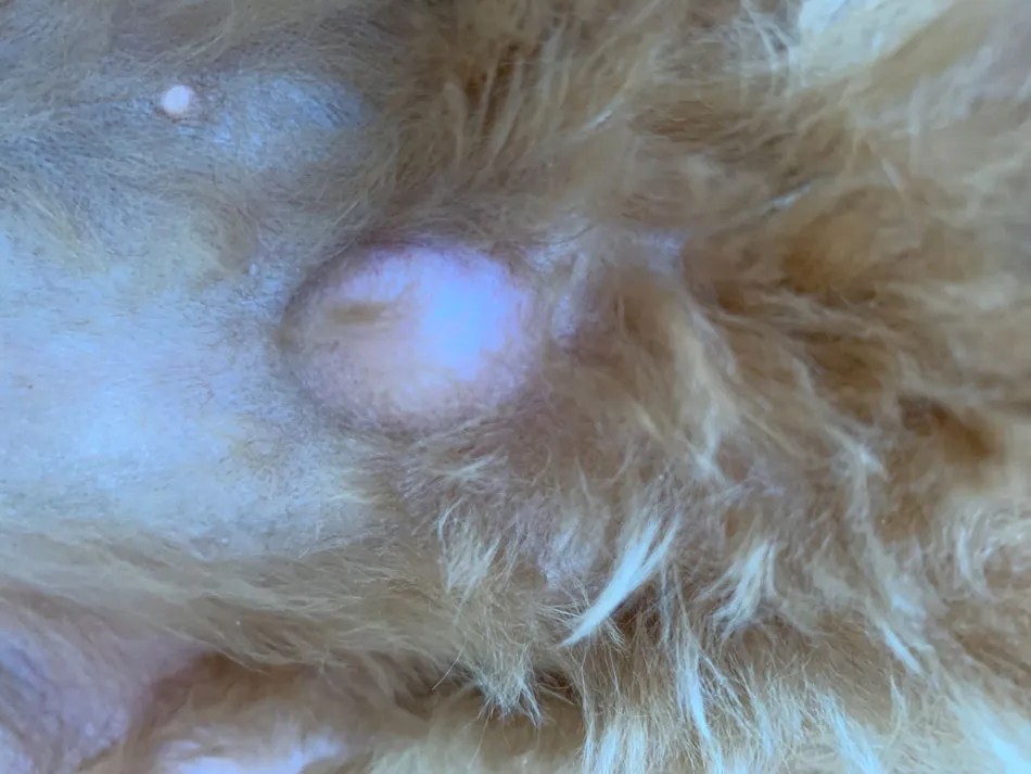 Do Dogs Have Belly Buttons? Our Cavapoo