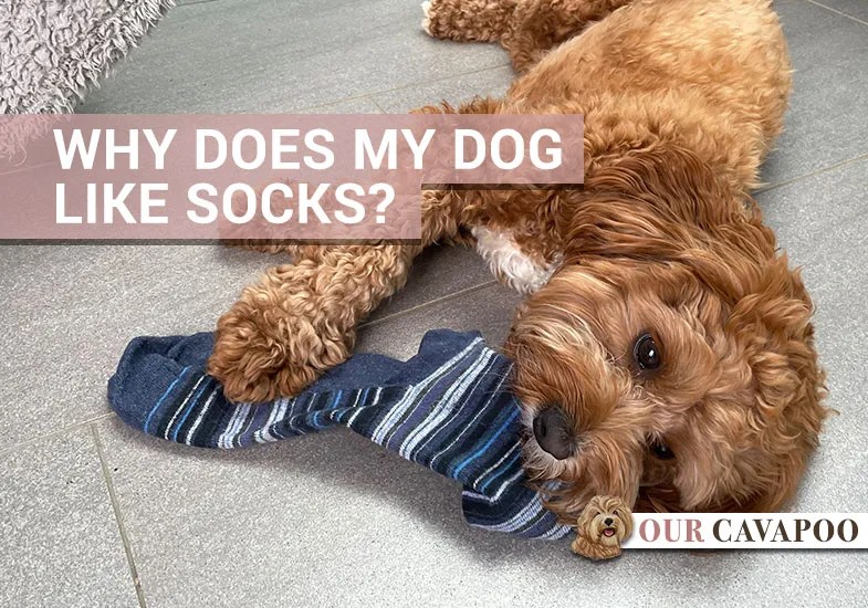 Why Does My Dog Like Socks? Our Cavapoo