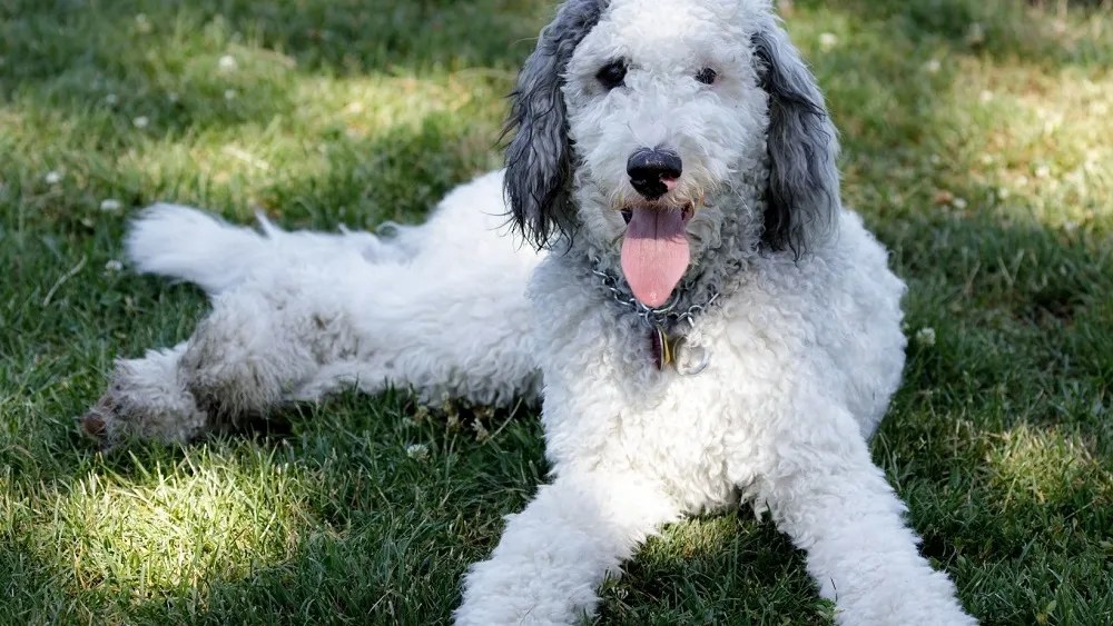 What Doodle Breed Should I Get? Our Cavapoo