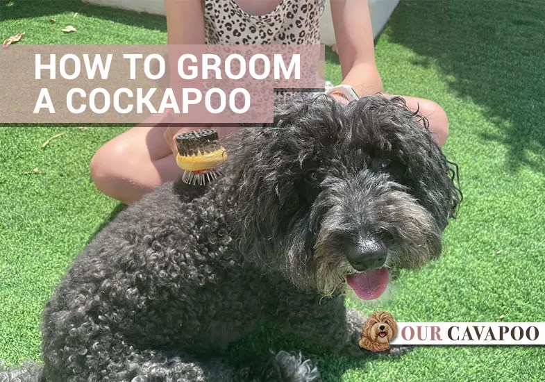 How to Groom a Cockapoo Our Cavapoo