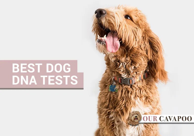 Best Dog DNA Tests 2024 Reviews and Where To Buy