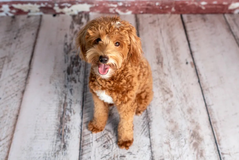 Top Miniature Doodle Breeds Our Cavapoo