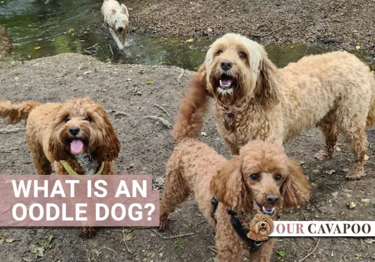 What is an Oodle dog? Find out the top Oodle breeds