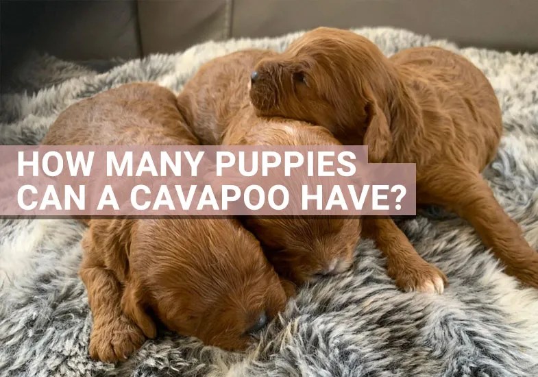 How Many Puppies Do Dogs Have