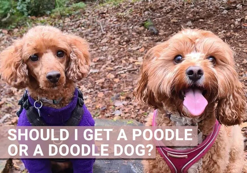 Should I get a Poodle or a Doodle? Our Cavapoo