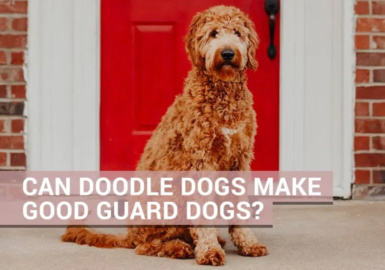 Can Doodle Dogs Make Good Guard Dogs? Our Cavapoo