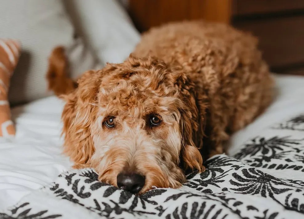 Do Dogs Miss Their Owners? Our Cavapoo
