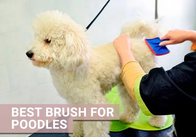 Best Brushes for Poodles Brush Reviews & Guides