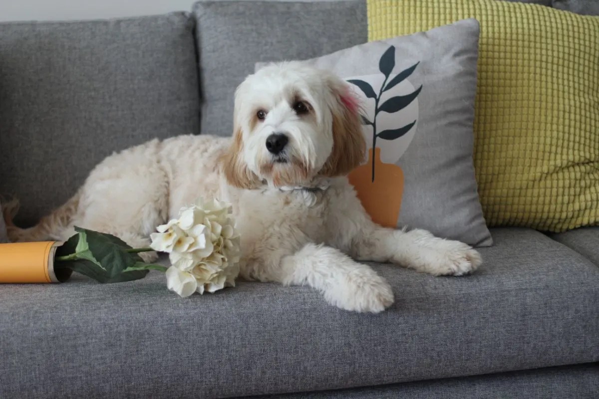 Are Cavapoos Good For FirstTime Owners? Cavapoos 101