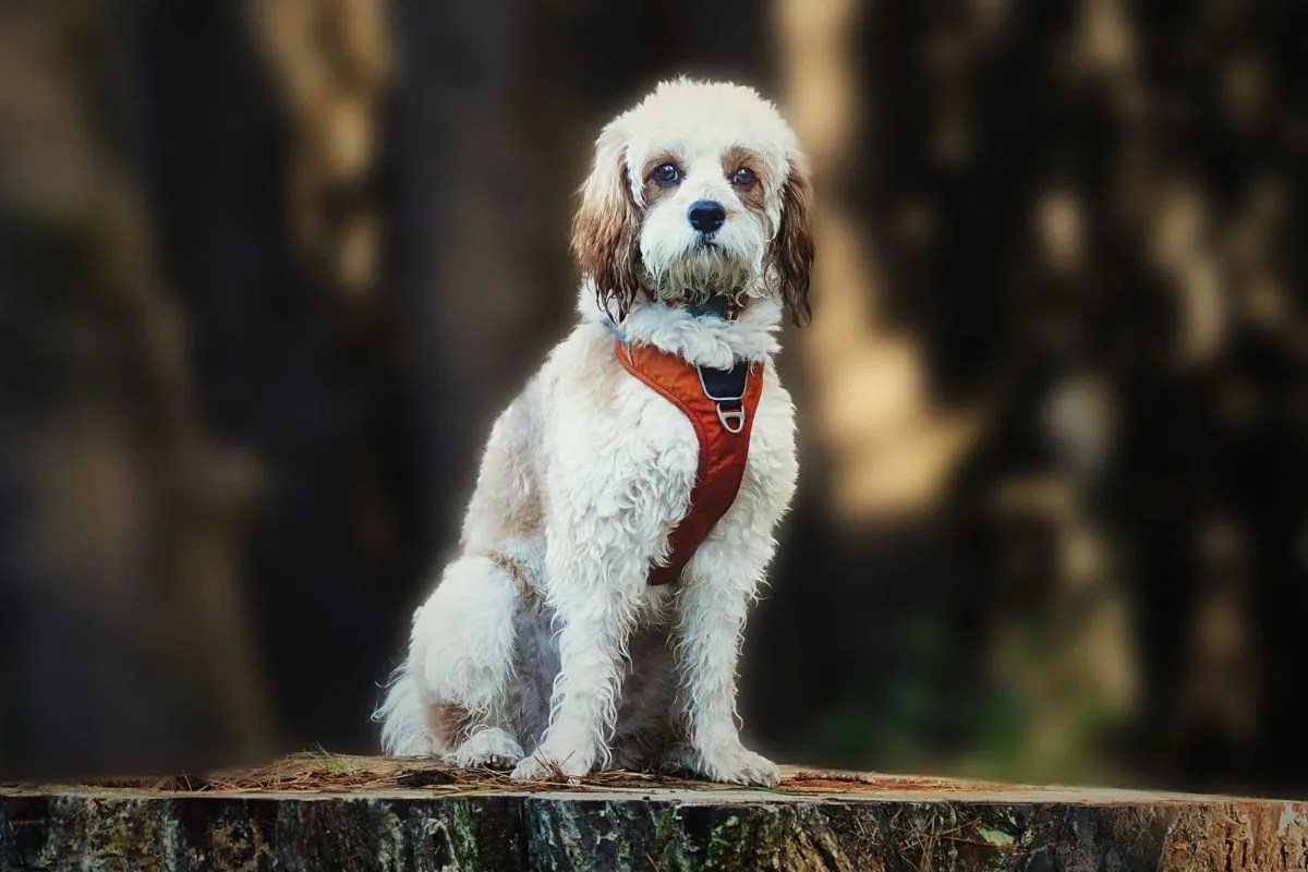 Do All Cavapoos Have Curly Coats? What determines coat?