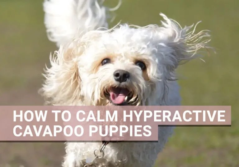 How To Calm Hyperactive Cavapoo Puppies Know the triggers