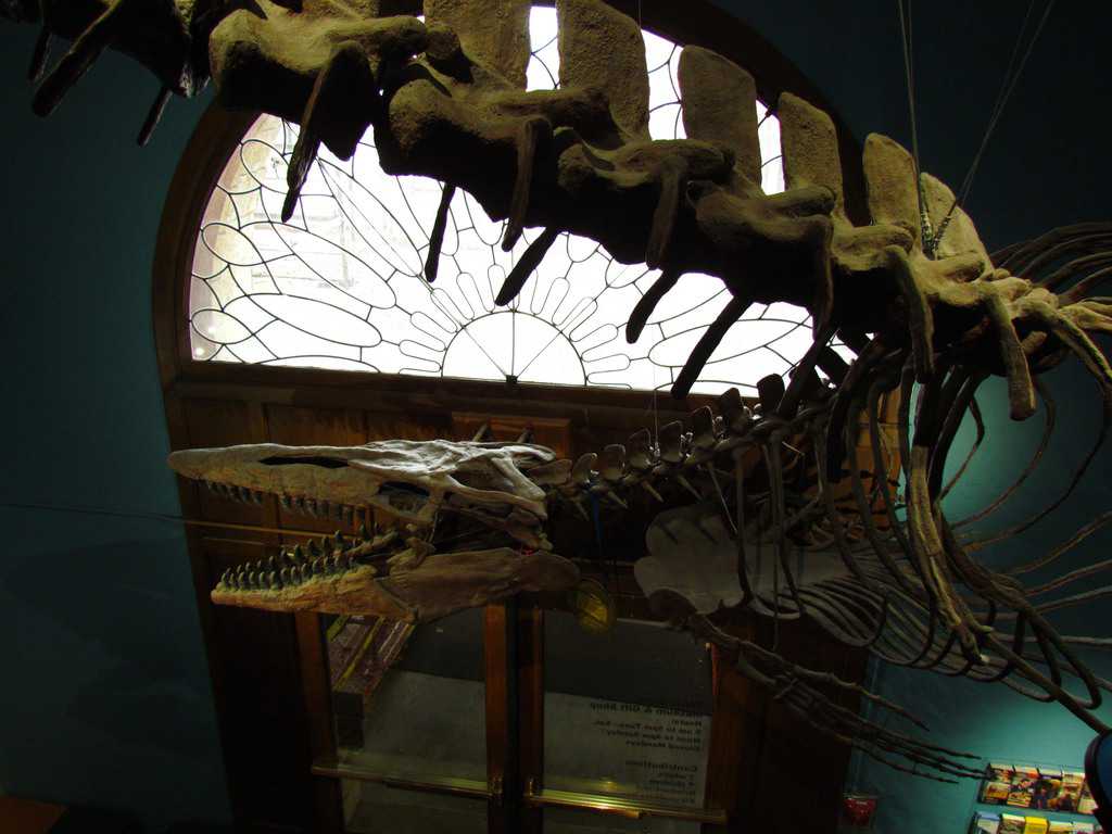 KU Museum of Natural History 4 Floors Of Fun Our
