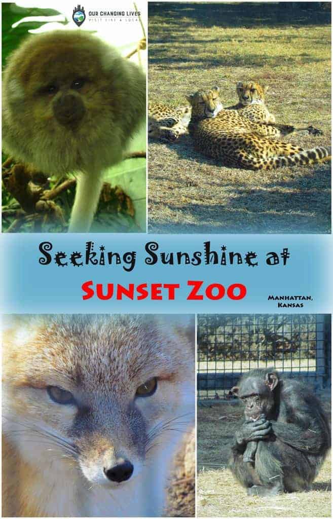 Seeking Sunshine At Sunset Zoo Our Changing Lives