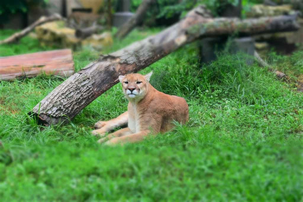Going On Safari Topeka Zoo Our Changing Lives