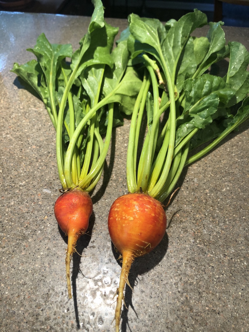 Beets Our Colorado Backyard