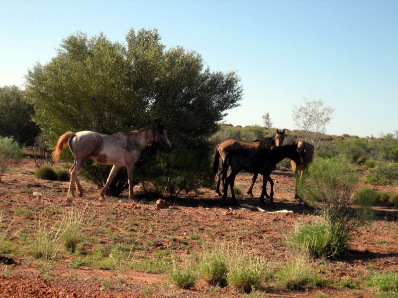 BLM to get rid of last wild horses in California, please call/write