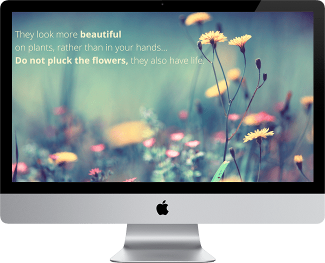 Dont Pluck Flowers ODZ Services