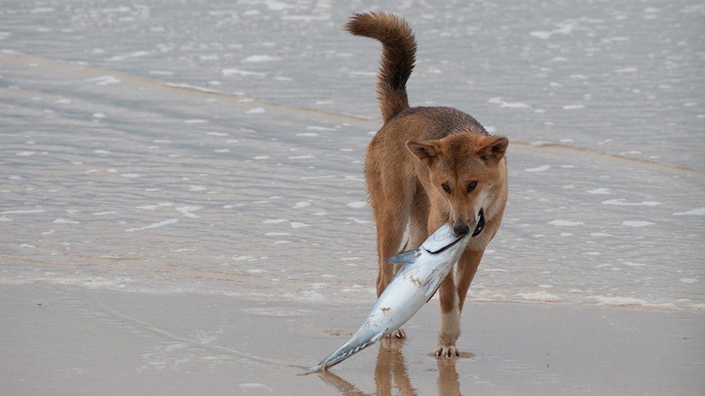 Can Dogs Eat Fish? Our Dog Breeds