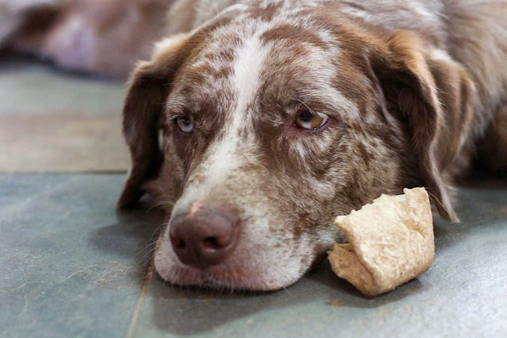 Can Turkey Upset A Dog's Stomach? Our Dog Breeds