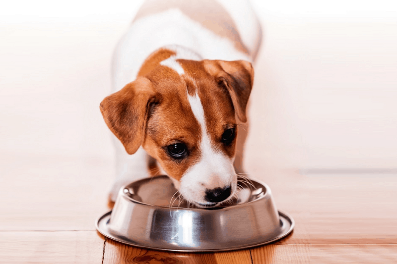 Best Dog Food For Small Dogs Our Dog Breeds