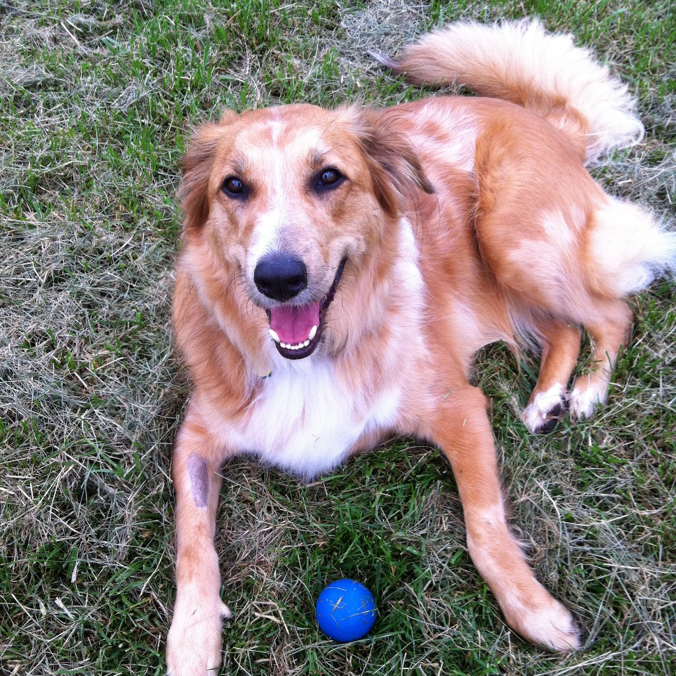 Dog Training Louisville KY Our Dog Trainer LLC