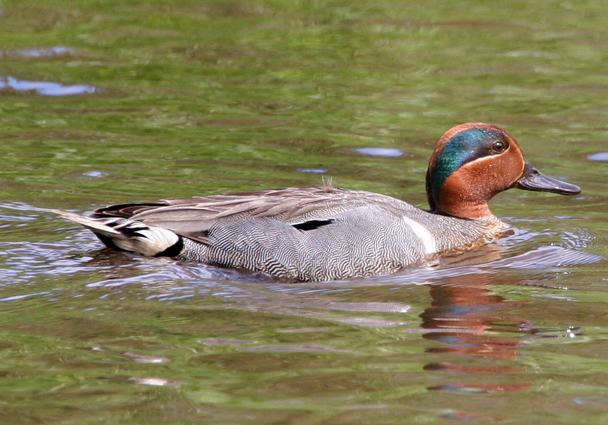 Greenwinged teal, other waterfowl spend winter months in region Our
