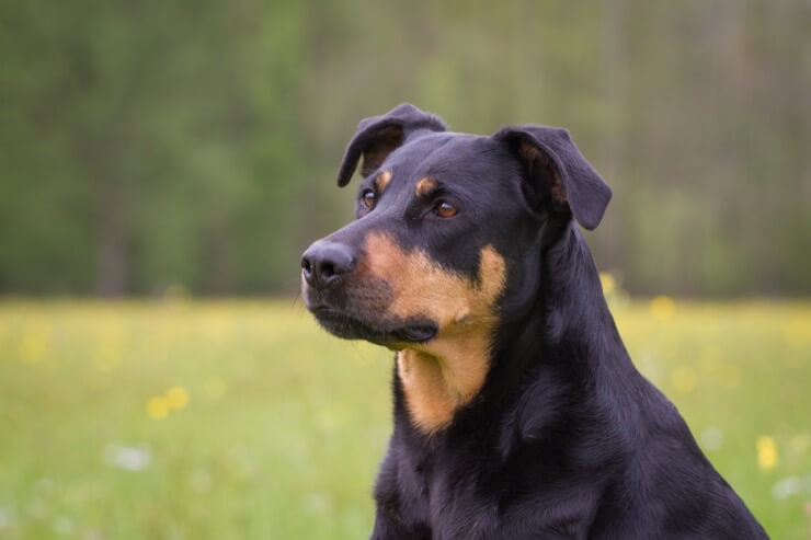 Rottweiler Lab Mix Owner's Guide Our Fit Pets