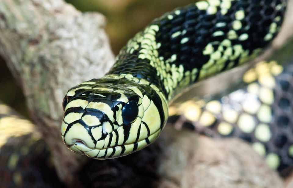 5 NonVenomous Arboreal Snakes Our Fit Pets