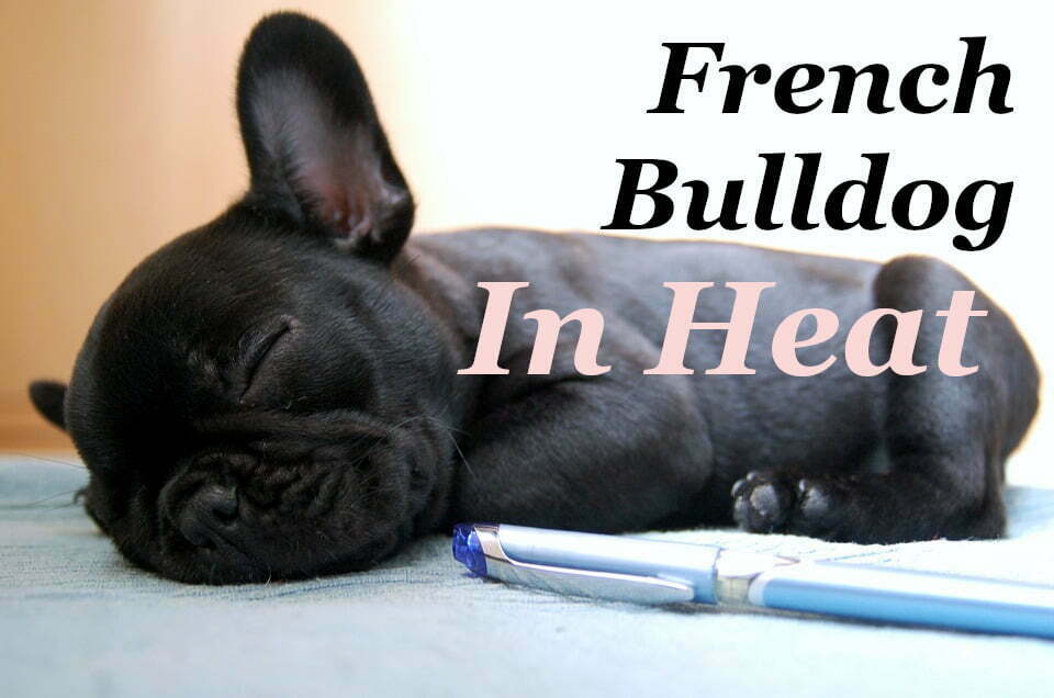 French Bulldog In Heat: Symptoms And Caring - Ourfrenchie